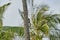 Cute little squirrel crawling up a palm tree at a sunny beach at the caribbean coast of Colombia.