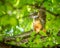 Cute little squirrel peering through branches
