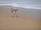 Cute little Stilt Sandpiper