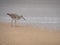 Cute little Stilt Sandpiper