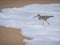 Cute little Stilt Sandpiper