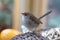 Cute little Superb Fairy Wren bird with wet feathers perching on