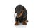 Cute little teckel dachshund dog looking to side and sitting