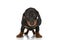 Cute little teckel dachshund doggy standing on white background