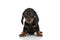 Cute little teckel dachshund puppy sitting on white background