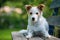 Cute little terrier dog on a garden bench