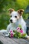 Cute little terrier dog with a roses flower bouquet
