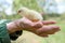 cute little tiny newborn yellow baby chick in hands of elderly senior woman farmer on nature background.