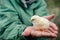 Cute little tiny newborn yellow baby chick in hands of elderly senior woman farmer on nature background.