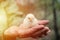 cute little tiny newborn yellow baby chick in hands of elderly senior woman farmer on nature background. flare.