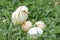 cute little tiny newborn yellow baby chick and three chicken farmer eggs in the green grass on nature outdoor.