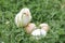 cute little tiny newborn yellow baby chick and three chicken farmer eggs in the green grass on nature outdoor.