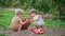 Cute little toddler boys picking up ripe red apples in basket. Brothers in garden explores plants, nature in autumn