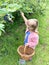 Cute little toddler girl picking blueberries on berry orchard farm garden. Happy child helping and harvesting healthy