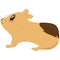 Cute little tricolor guinea pig with a white stripe on the face, side view, cute domestic rodent, vector illustration