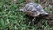 Cute little turtle walking in grass. Wild animal crawling in natural environment. Funny land turtle peeking behind the fence,