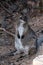 Cute little wallaby close-up Tasmania, Australia