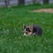 Cute Little Welsh Corgi Puppy Portrait. Pembroke Corgi Dog Playing in Green Grass Park