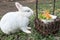 Cute little white bunny rabbit
