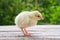 Cute little white chicken stands on a wooden table among the natural background