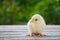 Cute little white chicken stands on a wooden table among the natural background
