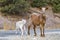 Cute little white goat with brown mother Canakkale - Turkey