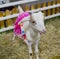 A Cute little white goat with fancy pink dress.