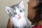 Cute little white and gray kitten on girls shoulder