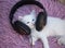 cute little white kitten lies on a soft fluffy pillow in big headphones