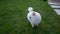 Cute little white pomeranian spitz walking on the grass.