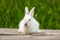 Cute little white rabbit on a green background, sits on a wooden Board