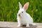 Cute little white rabbit on a green background, sits on a wooden Board