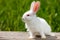 Cute little white rabbit on a green background, sits on a wooden Board