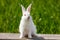 Cute little white rabbit on a green background, sits on a wooden Board