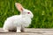 Cute little white rabbit on a green background, sits on a wooden Board