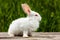 Cute little white rabbit on a green background, sits on a wooden Board