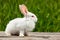 Cute little white rabbit on a green background, sits on a wooden Board