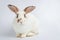 Cute little white rabbit with long ears Sit on a white floor.