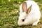 Cute little white rabbit Oryctolagus cuniculus sitting on the green grass