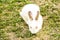 Cute little white rabbit Oryctolagus cuniculus sitting on the green grass