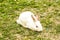 Cute little white rabbit Oryctolagus cuniculus sitting on the green grass