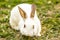 Cute little white rabbit Oryctolagus cuniculus sitting on the green grass