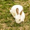 Cute little white rabbit Oryctolagus cuniculus sitting on the green grass