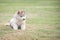 Cute little white siberian husky puppy sitting on green grass