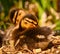 Cute little wildlife duckling, very close with many details