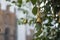 A cute little windbell hanging from a branch. Bells on the branches of the tree in the courtyard of St. Sophia Christian Church