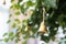 A cute little windbell hanging from a branch. Bells on the branches of the tree in the courtyard of St. Sophia Christian Church