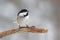 Cute Little Winter Chickadee