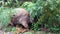 Cute little wombat grazing grass. Australian marsupial animal. Closeup.