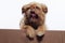 Cute little yawn griffon dog